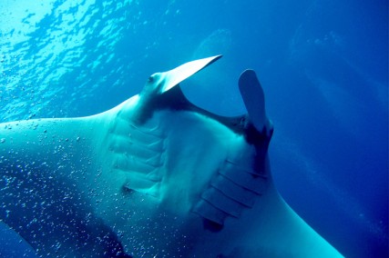 Manta Ray Maldives