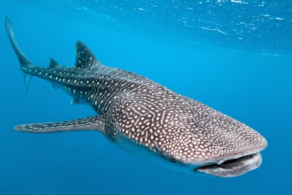 Whale shark from Maldives