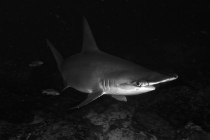 Hammerhead Shark Maldives